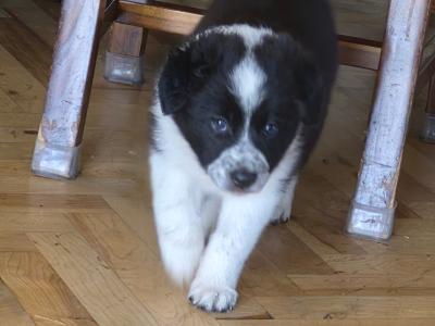 Border Collie puppies for sale in Waterford