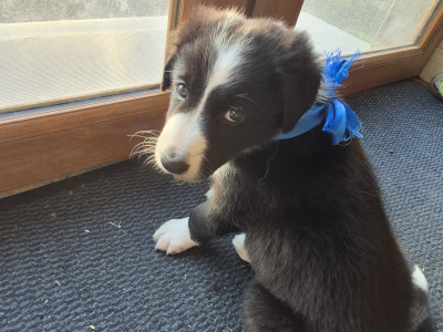 Border Collie puppies for sale in Waterford