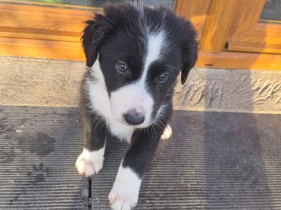 Border Collie puppies for sale in Waterford