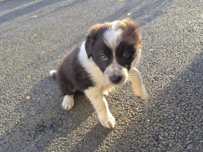 Border Collie puppies for sale in Waterford