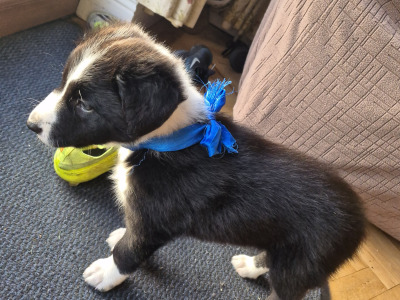 Border Collie puppies for sale in Waterford
