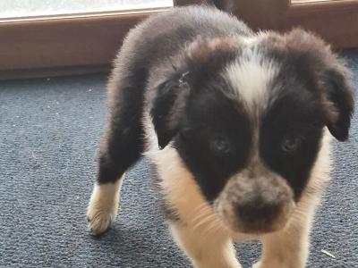 Border Collie puppies for sale in Waterford
