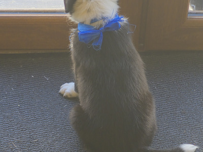 Border Collie puppies for sale in Waterford