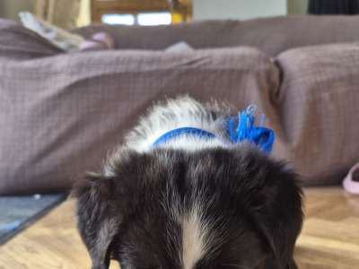 Border Collie puppies for sale in Waterford