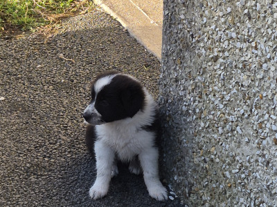 Border Collie puppies for sale in Waterford
