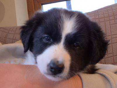 Border Collie puppies for sale in Waterford