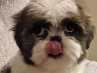 Purebred Shih Tzu puppies in Mayo