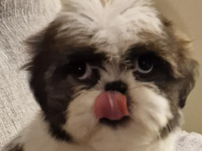 Purebred Shih Tzu