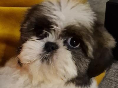 Purebred Shih Tzu