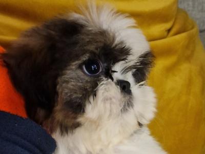 Purebred Shih Tzu