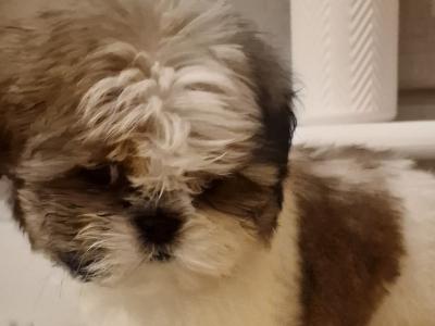 Purebred Shih Tzu