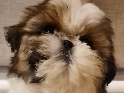 Purebred Shih Tzu