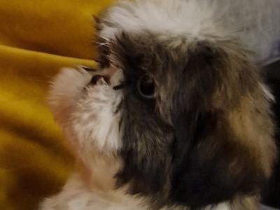 Purebred Shih Tzu