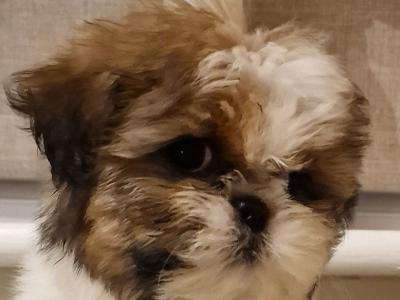 Purebred Shih Tzu