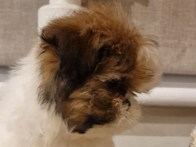 Purebred Shih Tzu