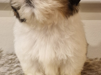 Purebred Shih Tzu