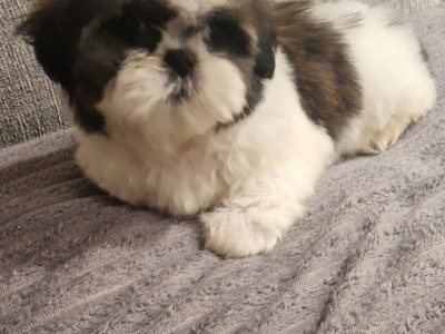 Purebred Shih Tzu