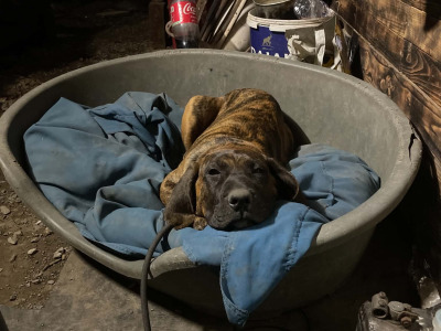 Male Presa Canario puppy for sale in Westmeath