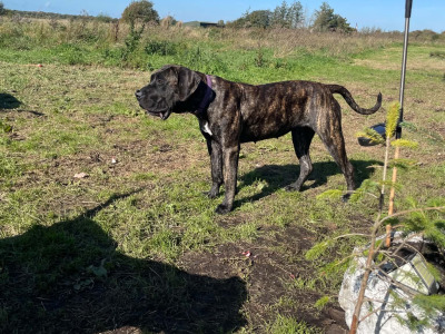 Male Presa Canario puppy for sale in Westmeath