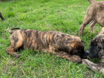 Male Presa Canario puppy for sale in Westmeath
