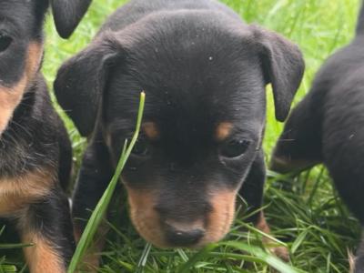 Jack Russell puppies in Cork