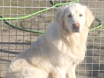 Beautiful Snow White IKC Champion Reg looking for new home