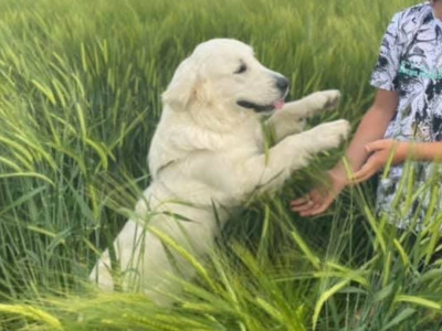Beautiful Snow White IKC Champion Reg looking for new home