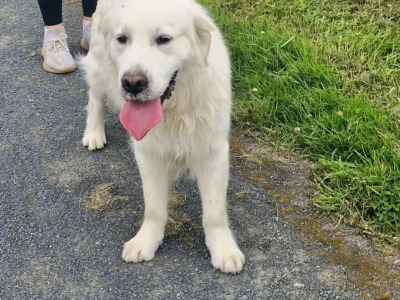 Beautiful Snow White IKC Champion Reg looking for new home