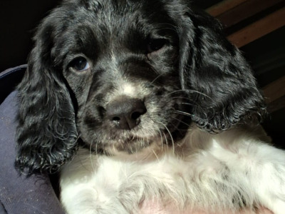 English Springer Spaniel puppies in Westmeath