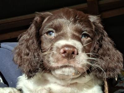 English Springer Spaniel puppies in Westmeath