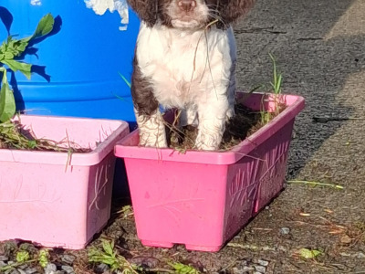 English Springer Spaniel puppies in Westmeath