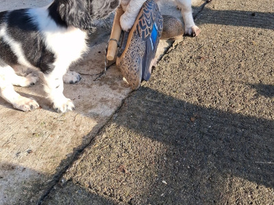 English Springer Spaniel puppies in Westmeath