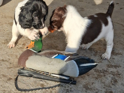 English Springer Spaniel puppies in Westmeath