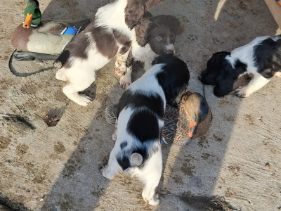 English Springer Spaniel puppies in Westmeath
