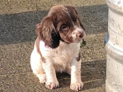 English Springer Spaniel puppies in Westmeath