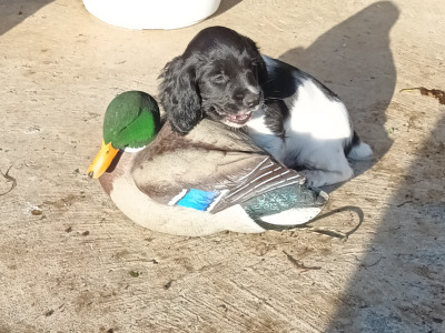 English Springer Spaniel puppies in Westmeath
