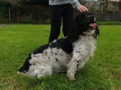 English Springer Spaniel puppies in Westmeath