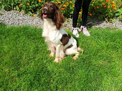 English Springer Spaniel puppies in Westmeath
