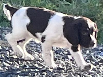IKC Registered (pending) Springer Spaniel puppies in Roscommon