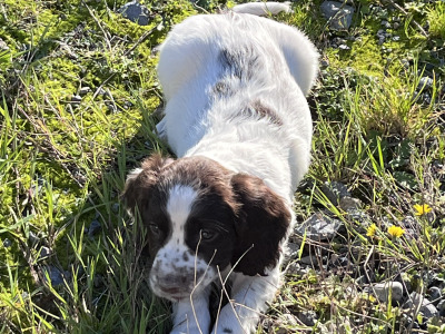 IKC Registered (pending) Springer Spaniel puppies in Roscommon