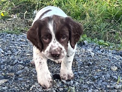 IKC Registered (pending) Springer Spaniel puppies in Roscommon