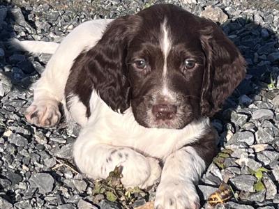 IKC Registered (pending) Springer Spaniel puppies in Roscommon