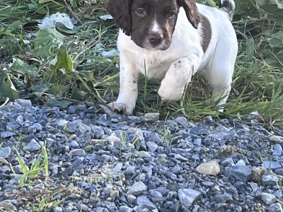 IKC Registered (pending) Springer Spaniel puppies in Roscommon