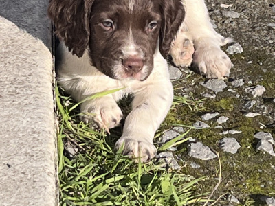 IKC Registered (pending) Springer Spaniel puppies in Roscommon