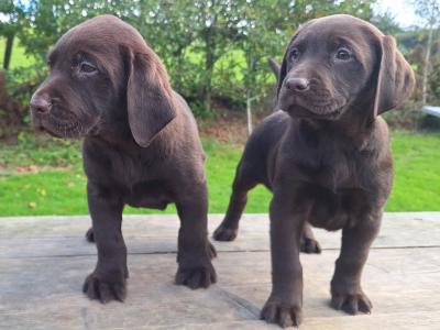 Chocolate Labrador puppies in Carlow €800