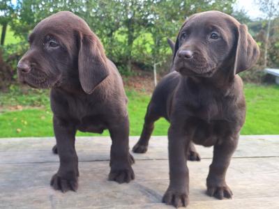Chocolate Labrador puppies in Carlow €850