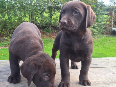 Chocolate Labrador puppies in Carlow €850