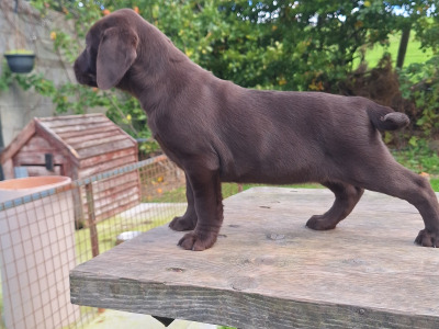 Chocolate Labrador puppies in Carlow €850