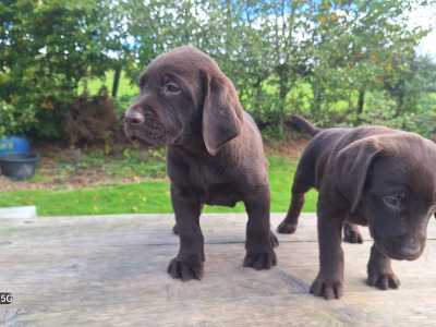 Chocolate Labrador puppies in Carlow €850