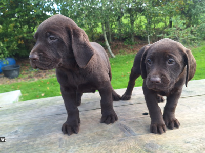 Chocolate Labrador puppies in Carlow €850